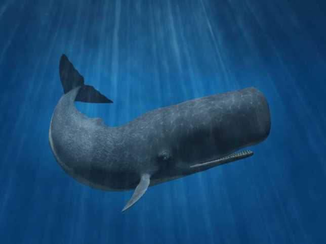 sperm-whale-05
