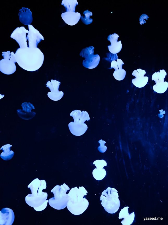 3-IMG_20190811_145320